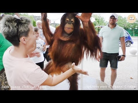 Видео: Дана - звезда Тайгана на прогулке. Орангутан. Dana is the star of Taigan on a walk. Orangutan Taigan