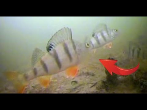 Видео: Реакция Окуня на Балансир, Блесну, Балду . Подводные съёмки. ЗИМНЯЯ РЫБАЛКА 2022