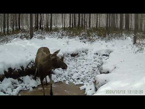 Видео: Водопой , солонец No1 октябрь 2024г