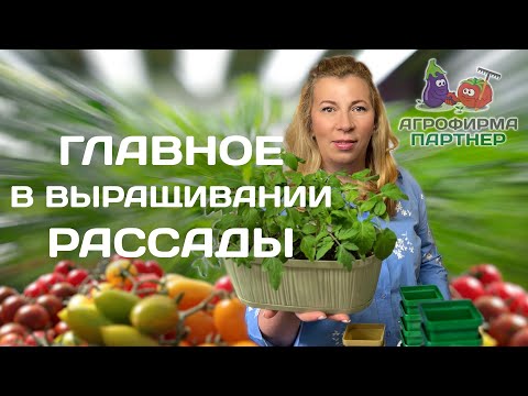 Видео: Перевалка и пикировка рассады томатов | Делаем всё правильно и не допускаем ошибок |  #томат #огород