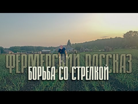 Видео: Фермерский рассказ | Борьба со стрелкой | #чеснок #farming #деревня   #сельскоехозяйство