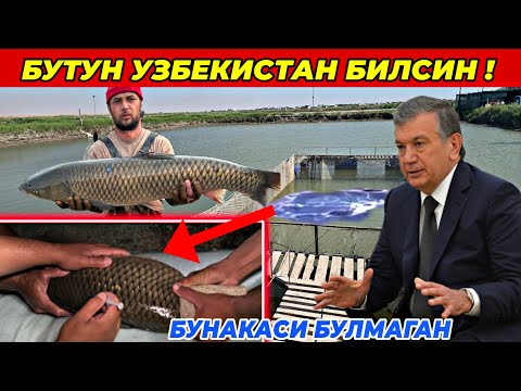 Видео: ДИККАТ! БУТУН УЗБЕКИСТАН КУРСИН! БУНАКАСИ ХАЛИ БУЛМАГАН «АНТИКА БАЛИК» ДАН АЖОЙИБ ЯНГИЛИК