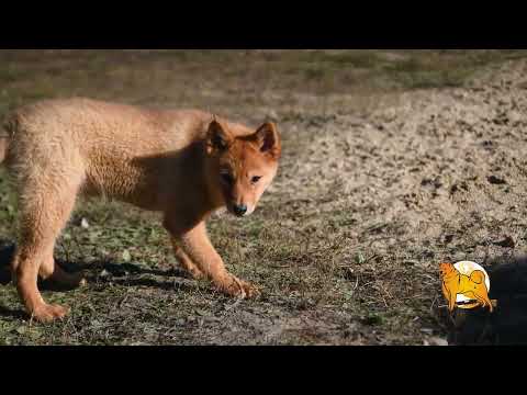 Видео: ЩЕНКИ КАРЕЛО-ФИНСКОЙ ЛАЙКИ в сентябре 2024 :: PUPPIES of FINNISH SPITZ in September 2024