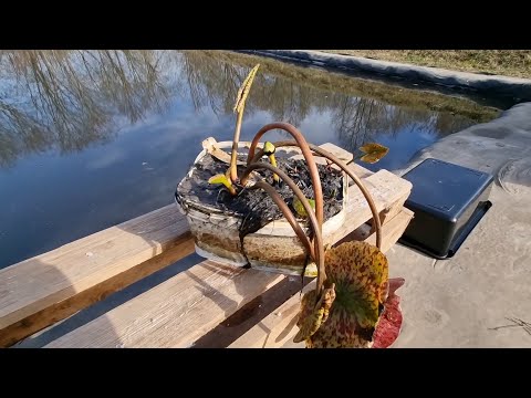 Видео: Укорененные нимфеи в емкостях 2-4 литра. Инструкция для покупателей! Распаковка посылки с нимфеями!