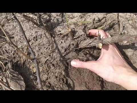 Видео: Розы вымерзли и почернели. Весенняя обрезка роз.