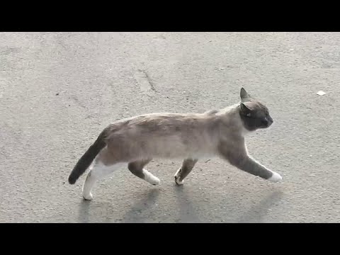 Видео: ул. Седова - ул.  Шелгунова - пр. Обуховской Обороны: коты и первые цветы