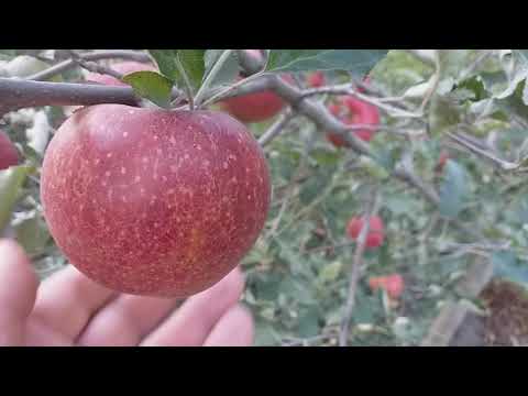 Видео: Яблоня сорт зимний Ред Джонапринц ( apple Red Jonaprince@Viltons) Черный Принц. Видеообзор.