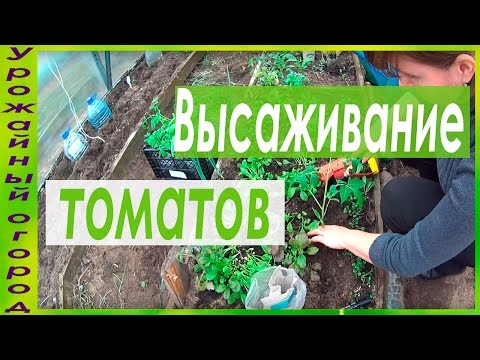Видео: ВЫСАДКА РАССАДЫ ТОМАТОВ В ГРУНТ!