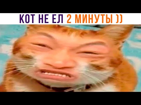 Видео: КОТ НЕ ЕЛ 2 МИНУТЫ ))) Приколы с котами | Мемозг 1103