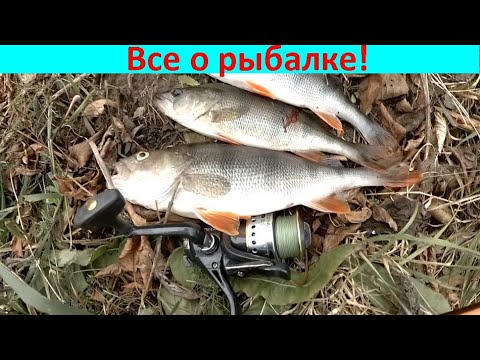 Видео: Отводной поводок поздней осенью!