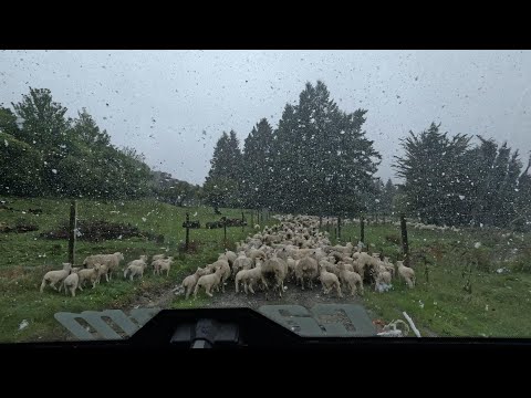 Видео: Иди домой, октябрь, ты пьян... Уборка после снегопада и бури.