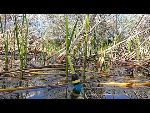 Видео: ЗАБРОСИЛ ПОПЛАВОК В КАМЫШИ И...!!! Рыбалка на КРУПНОГО КАРАСЯ.