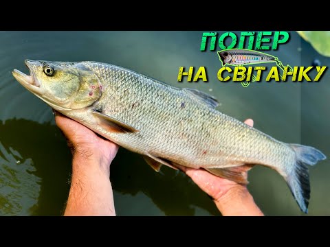 Видео: ✅Рибалка На ПОПЕР! ПОТУЖНІ ПОДАЧІ ЖЕРЕХА!✅