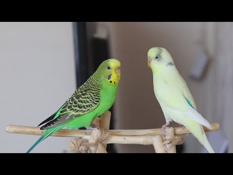 Видео: Тоша + Нюша (Выпуск про любовь) Пение волнистых попугаев