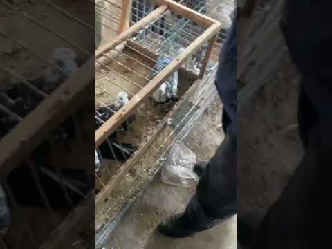 Видео: Птичий рынок города Душанбе 👍🔔🇹🇯🕊 #голуби #душанбе #голубеводство #pigeons #shorts