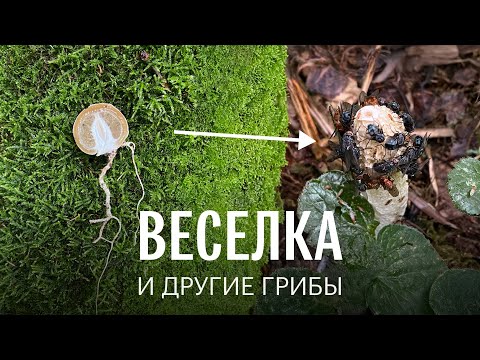 Видео: Аномальный грибной сезон. 2 августа 2025. Веселка. Грибы в Мытищинском лесопарке. Михаил Вишневский