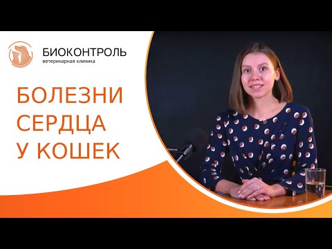 Видео: 🐱 Диагностика, лечение и профилактика болезней сердца у кошек. Болезни сердца у кошек. 18+