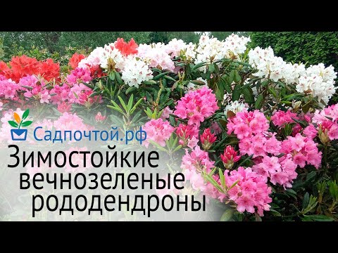 Видео: Зимостойкие вечнозеленые рододендроны финской селекции, правильная посадка