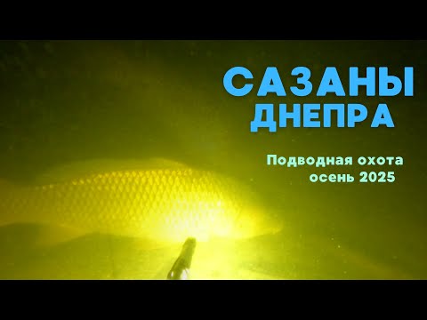 Видео: Подводная охота на сазана в реке Днепр