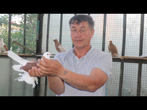 Видео: Руслан Кокчетав