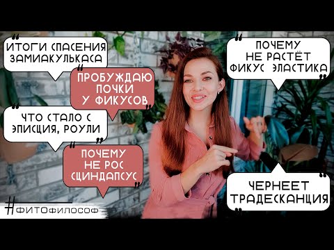 Видео: ЦВЕТОЧНЫЕ НОВОСТИ🌵 сгнивший замиокулькас, чернеет традесканция, цитокининовая паста, не растёт фикус