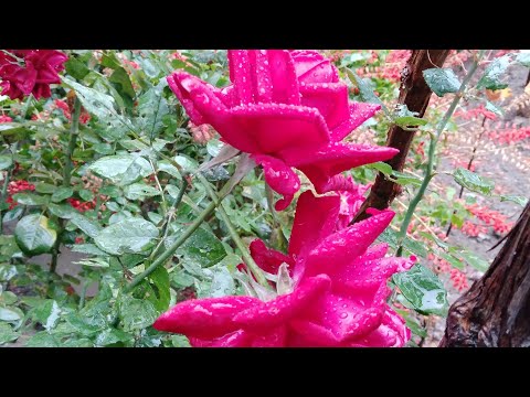 Видео: БИЗ  КУТГАН  ЁМГИР 🌧🌧🌧🌧🌧🌧🌧