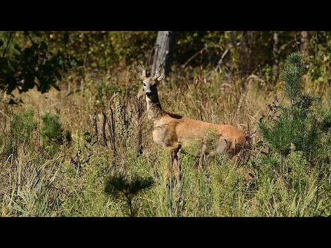 Видео: В лісі до темна. Звір активізується в сутінках.