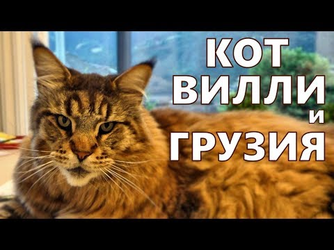 Видео: Кот Вилли и недвижимость в Грузии