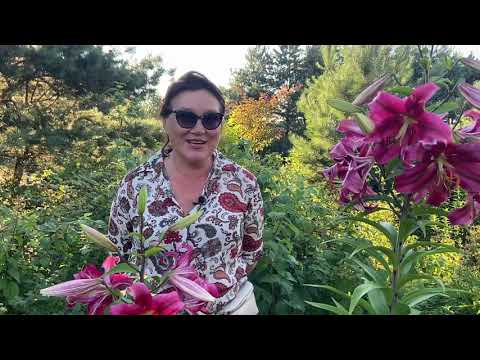 Видео: О преимуществах пермакультуры Часть 2