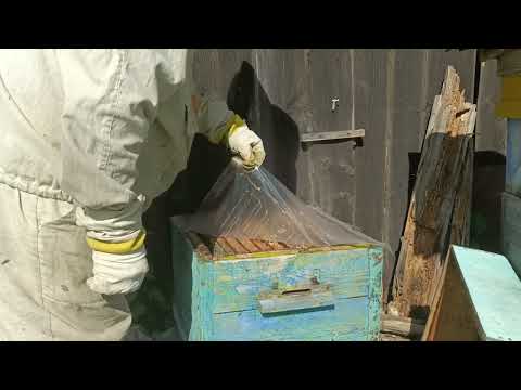 Видео: Пчеловодство - Осмотр роя 2025