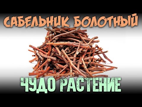 Видео: Сабельник болотный - чудо растение восстанавливающее весь организм и иммунитет