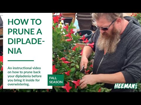 Видео: Как обрезать дипладению