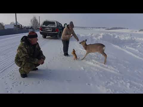 Видео: Косуля Малыш вызывает интерес у проезжающих мимо граждан