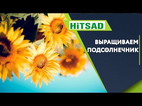 Видео: Как вырастить Подсолнечник