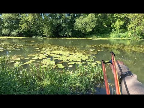 Видео: В поисках трофея(рыбалка с рогаткой)