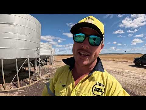 Видео: Рапс зреет | Урожай 2025 | Западная Австралия