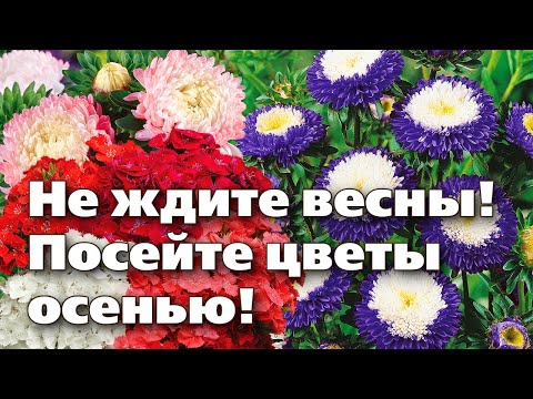 Видео: СЕКРЕТЫ ПОСЕВА ЦВЕТОВ ПОД ЗИМУ.  Можно сеять даже по снегу!