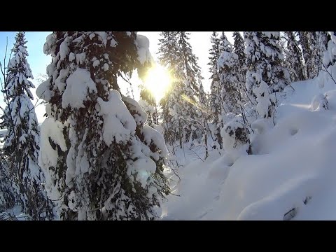 Видео: 80 дней в тайге. Пушной промысел. Видеодневник. Часть 16