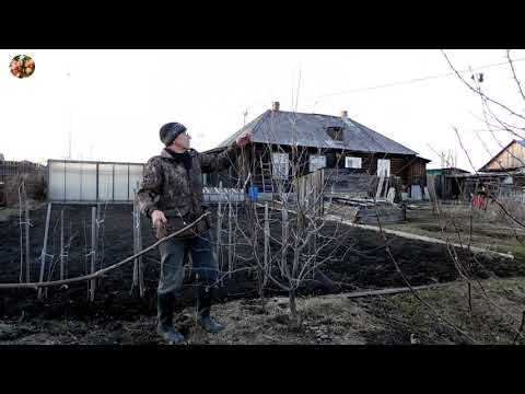 Видео: Как правильно сделать весеннюю формирующую обрезку яблони.