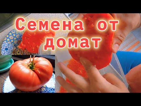 Видео: Далеч от града. Как се събират семена от домат.