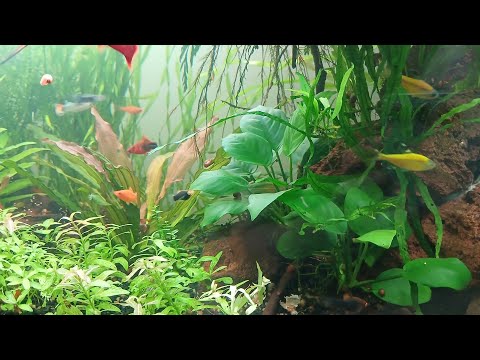 Видео: Аквариумные делишки