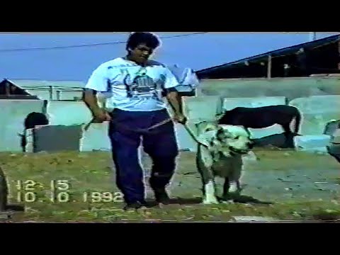 Видео: Туркмения Ашхабад 1992 Легендарный собаковод Какыш Кяризов Туркменский Волкодав Turkmendog alabai