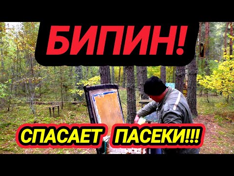 Видео: Только им и ничем другим нужно отрабатывать пасеку! Иначе всем хана! Бипин мощный химикат для пчёл.