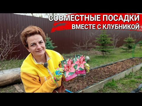 Видео: СОВМЕСТНЫЕ ПОСАДКИ вместе с клубникой