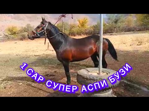 Видео: 1 сар аспи СУПЕРИ фуруши. Номер  985273999 ватсап✅ 985629269