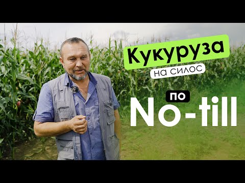Видео: Кукуруза на силос по No-till | Алтайский край
