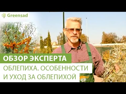 Видео: Облепиха. Особенности и уход за облепихой