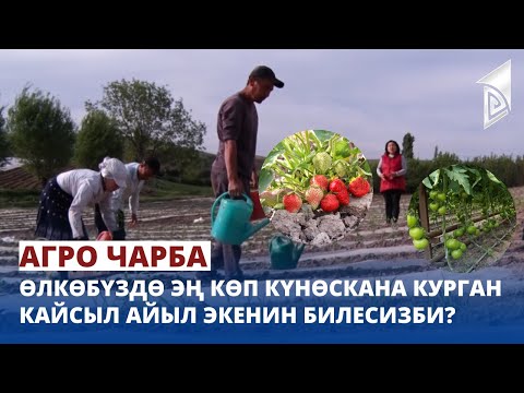 Видео: Өлкөбүздө эң көп күнөскана курган кайсыл айыл экенин билесизби? | Агро Чарба