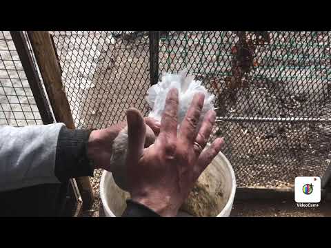 Видео: Как подрезать хвост у голубей.