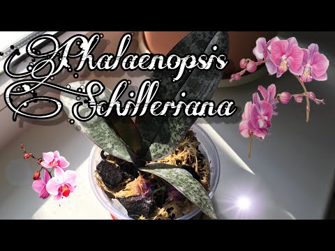 Видео: Новая орхидея почтой. Фаленопсис Шиллериана | Phalaenopsis Schilleriana